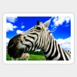 Wide Angle Zebra Sticker